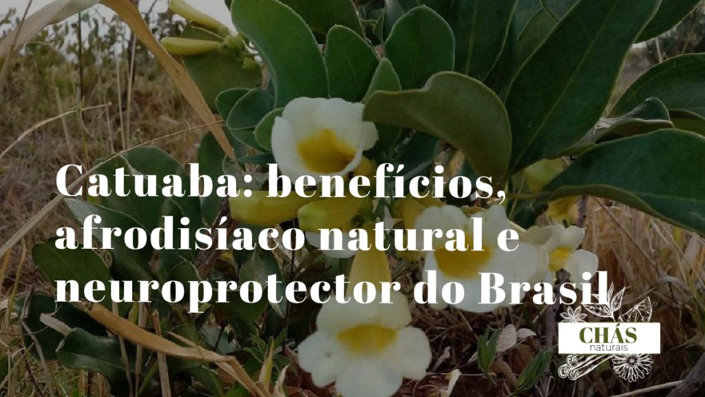 catuaba benefícios — casca de Erythroxylum catuaba árvore da Mata Atlântica brasileira