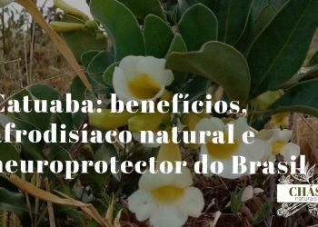 catuaba benefícios — casca de Erythroxylum catuaba árvore da Mata Atlântica brasileira