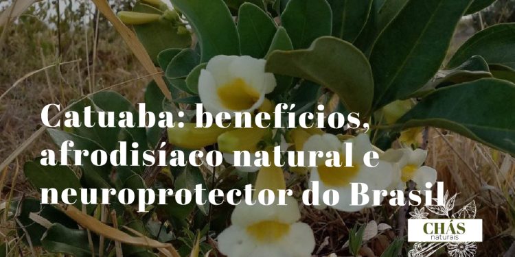catuaba benefícios — casca de Erythroxylum catuaba árvore da Mata Atlântica brasileira