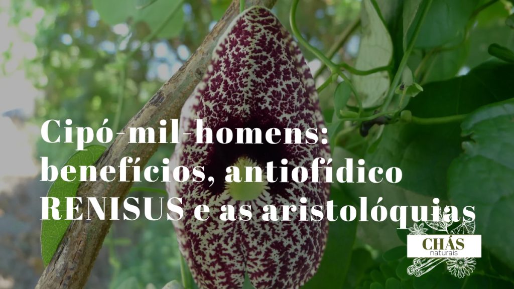 cipó-mil-homens benefícios — flores tubulares em forma de cachimbo de Aristolochia cymbifera trepadeira