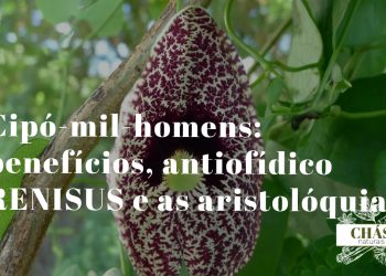 cipó-mil-homens benefícios — flores tubulares em forma de cachimbo de Aristolochia cymbifera trepadeira
