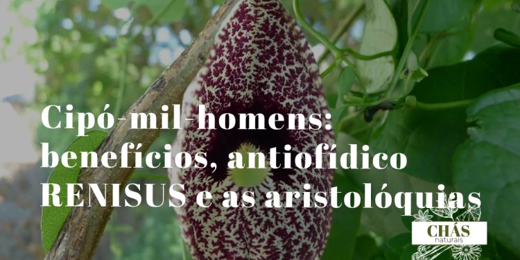 cipó-mil-homens benefícios — flores tubulares em forma de cachimbo de Aristolochia cymbifera trepadeira
