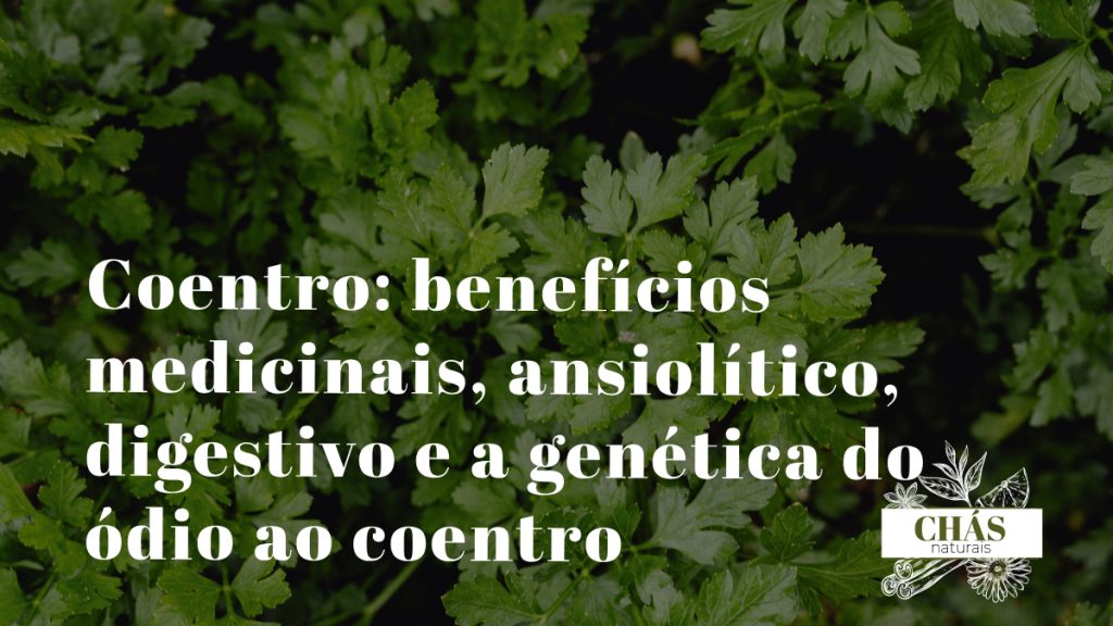 coentro benefícios — ramos frescos e sementes de Coriandrum sativum erva aromática culinária e medicinal
