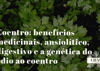 coentro benefícios — ramos frescos e sementes de Coriandrum sativum erva aromática culinária e medicinal