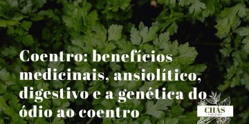 coentro benefícios — ramos frescos e sementes de Coriandrum sativum erva aromática culinária e medicinal