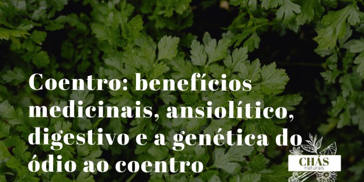 coentro benefícios — ramos frescos e sementes de Coriandrum sativum erva aromática culinária e medicinal