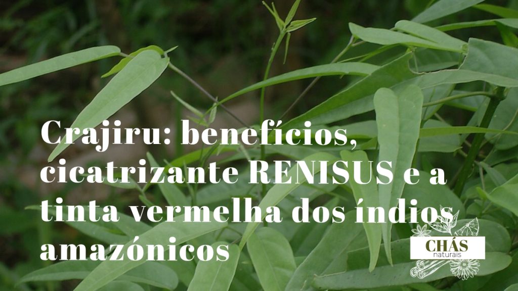 crajiru benefícios — folhas vermelhas de Arrabidaea chica trepadeira medicinal da Amazónia brasileira