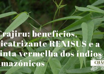 crajiru benefícios — folhas vermelhas de Arrabidaea chica trepadeira medicinal da Amazónia brasileira