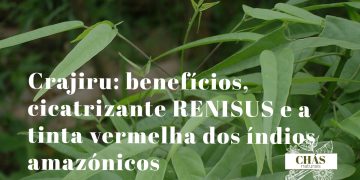 crajiru benefícios — folhas vermelhas de Arrabidaea chica trepadeira medicinal da Amazónia brasileira