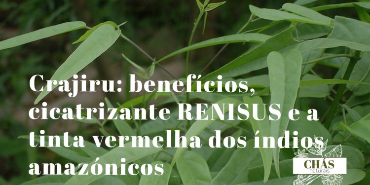 crajiru benefícios — folhas vermelhas de Arrabidaea chica trepadeira medicinal da Amazónia brasileira