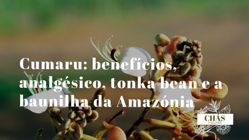 cumaru benefícios — sementes ovais aromáticas de Dipteryx odorata tonka bean da floresta amazónica