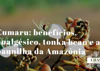 cumaru benefícios — sementes ovais aromáticas de Dipteryx odorata tonka bean da floresta amazónica