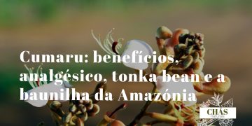 cumaru benefícios — sementes ovais aromáticas de Dipteryx odorata tonka bean da floresta amazónica