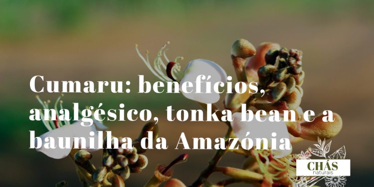 cumaru benefícios — sementes ovais aromáticas de Dipteryx odorata tonka bean da floresta amazónica