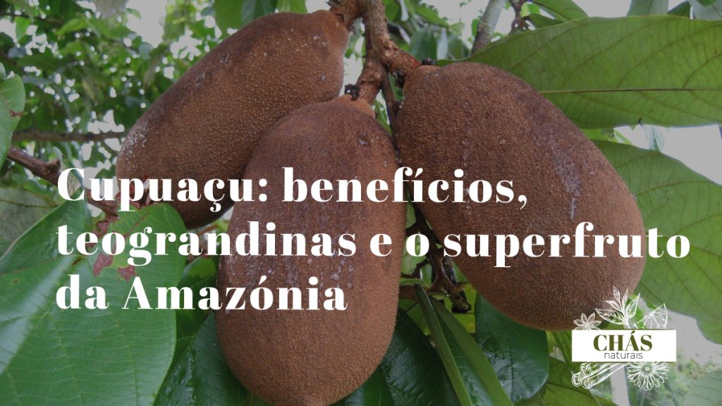 cupuaçu benefícios — frutos maduros de Theobroma grandiflorum cortados na floresta amazónica
