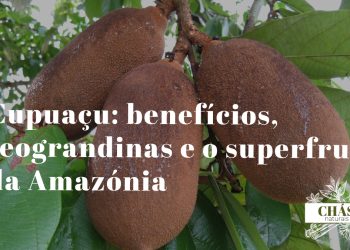 cupuaçu benefícios — frutos maduros de Theobroma grandiflorum cortados na floresta amazónica