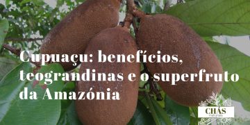 cupuaçu benefícios — frutos maduros de Theobroma grandiflorum cortados na floresta amazónica