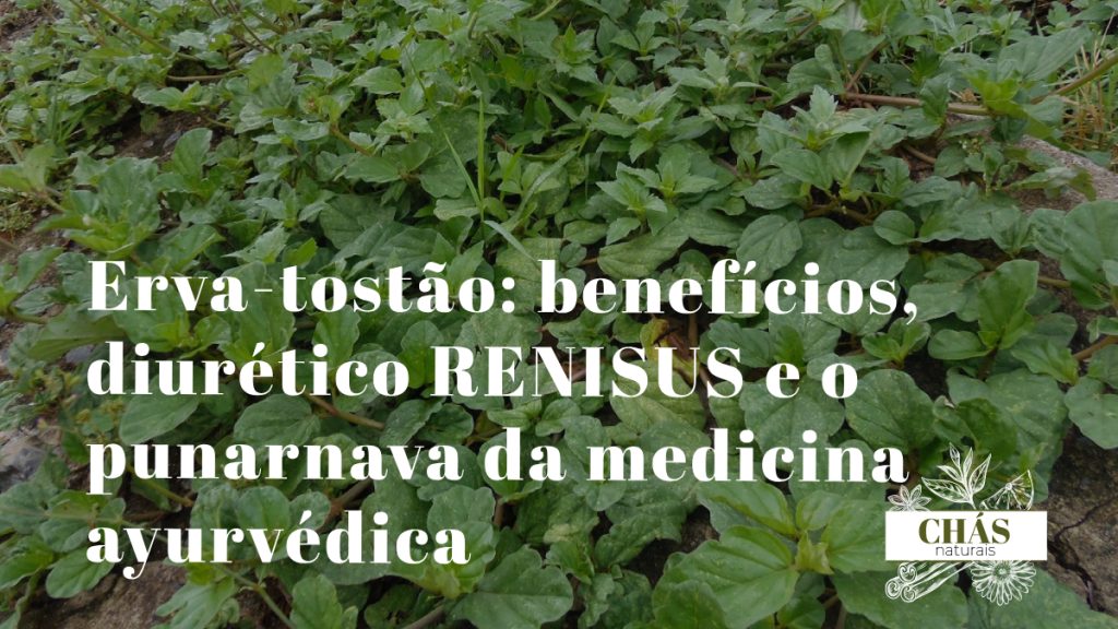 erva-tostão benefícios — planta rasteira Boerhavia diffusa com flores cor-de-rosa em quintal tropical