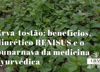 erva-tostão benefícios — planta rasteira Boerhavia diffusa com flores cor-de-rosa em quintal tropical