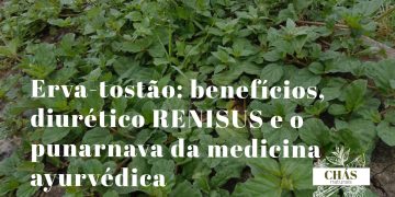 erva-tostão benefícios — planta rasteira Boerhavia diffusa com flores cor-de-rosa em quintal tropical