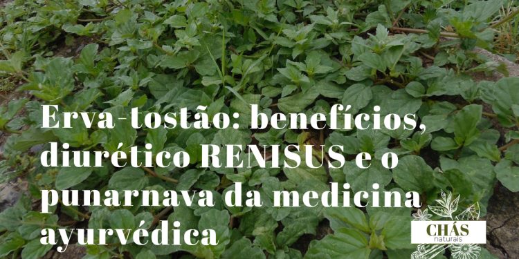 erva-tostão benefícios — planta rasteira Boerhavia diffusa com flores cor-de-rosa em quintal tropical