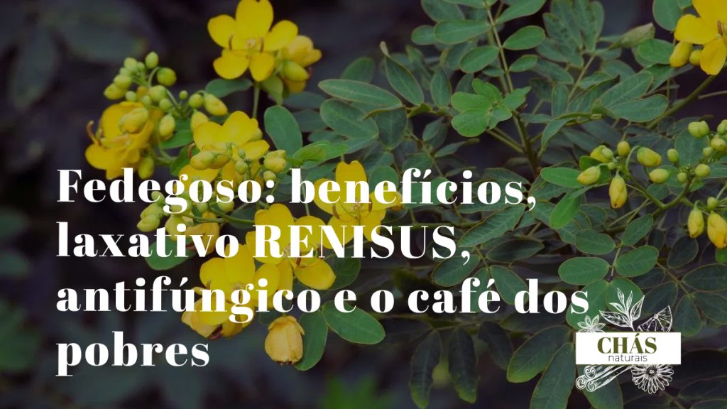 fedegoso benefícios — ramos floridos de Senna obtusifolia com vagens em terreno baldio do Nordeste