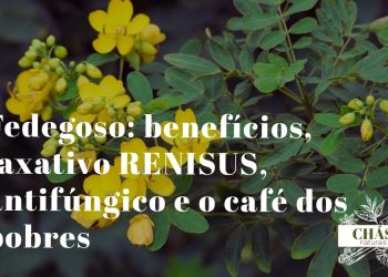 fedegoso benefícios — ramos floridos de Senna obtusifolia com vagens em terreno baldio do Nordeste
