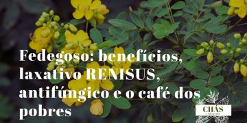 fedegoso benefícios — ramos floridos de Senna obtusifolia com vagens em terreno baldio do Nordeste