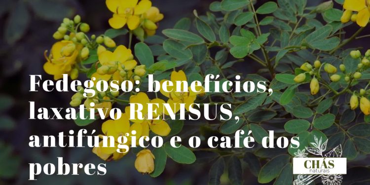 fedegoso benefícios — ramos floridos de Senna obtusifolia com vagens em terreno baldio do Nordeste