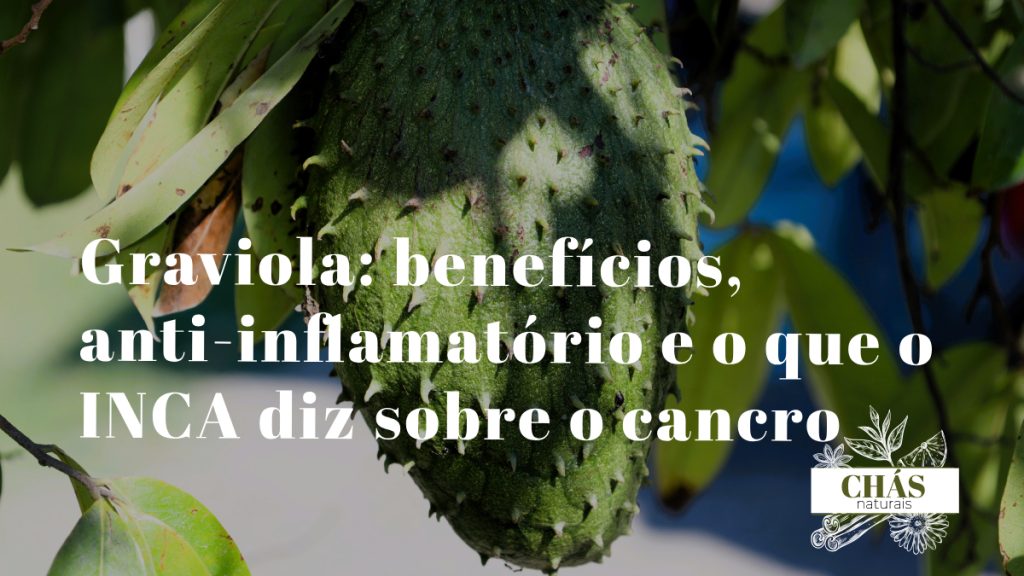 graviola benefícios — fruto verde de Annona muricata na árvore com folhas tropicais
