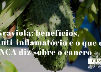 graviola benefícios — fruto verde de Annona muricata na árvore com folhas tropicais