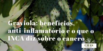 graviola benefícios — fruto verde de Annona muricata na árvore com folhas tropicais