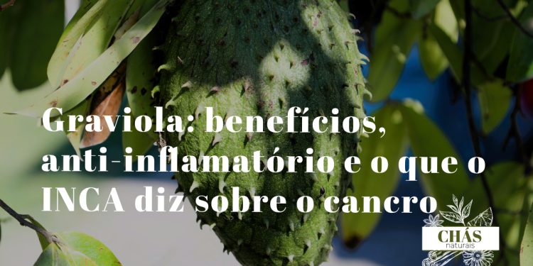graviola benefícios — fruto verde de Annona muricata na árvore com folhas tropicais