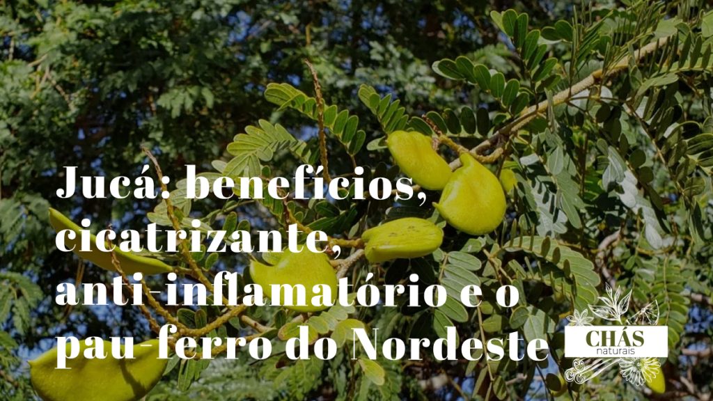 jucá benefícios — tronco manchado de cinza e branco de Libidibia ferrea pau-ferro no sertão