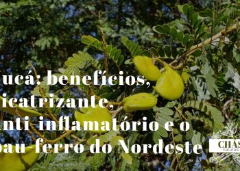jucá benefícios — tronco manchado de cinza e branco de Libidibia ferrea pau-ferro no sertão