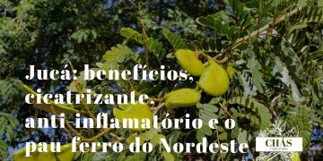 jucá benefícios — tronco manchado de cinza e branco de Libidibia ferrea pau-ferro no sertão
