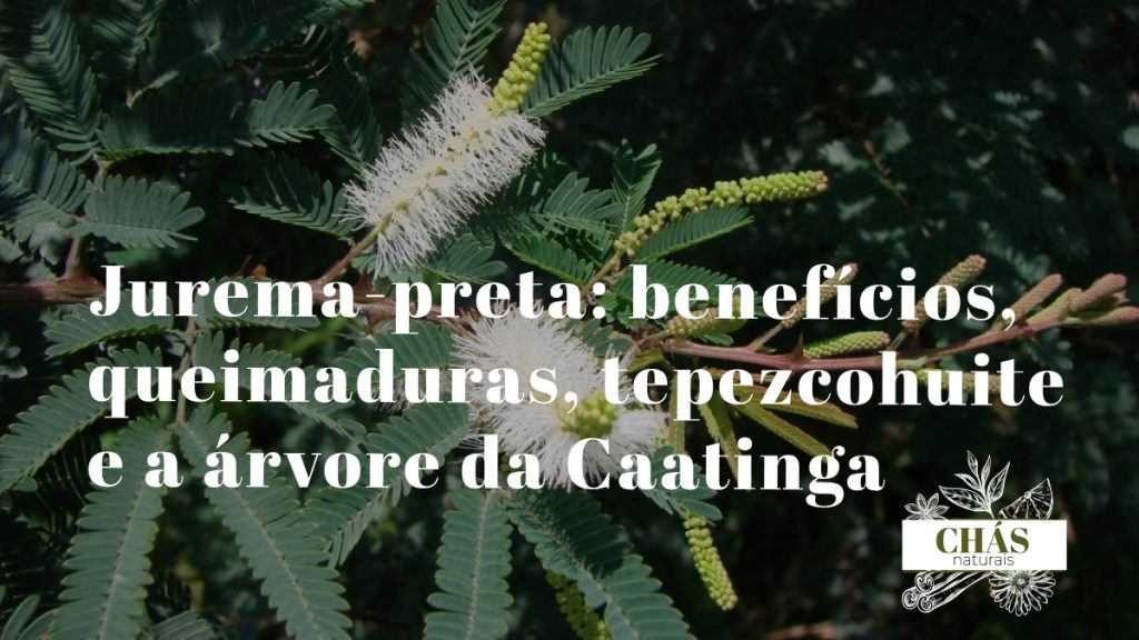 jurema-preta benefícios — casca e flores de Mimosa tenuiflora árvore da Caatinga brasileira