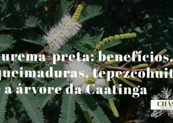 jurema-preta benefícios — casca e flores de Mimosa tenuiflora árvore da Caatinga brasileira