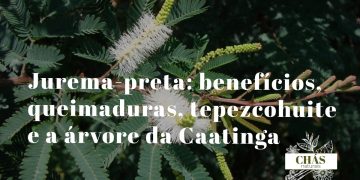 jurema-preta benefícios — casca e flores de Mimosa tenuiflora árvore da Caatinga brasileira