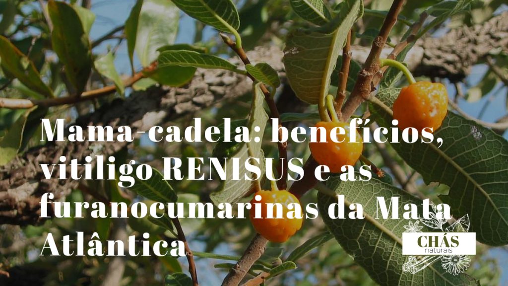 mama-cadela benefícios — frutos esféricos e folhas de Brosimum gaudichaudii árvore do Cerrado brasileiro