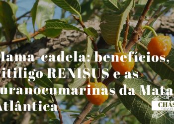 mama-cadela benefícios — frutos esféricos e folhas de Brosimum gaudichaudii árvore do Cerrado brasileiro