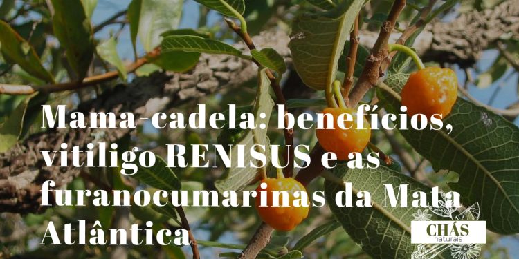 mama-cadela benefícios — frutos esféricos e folhas de Brosimum gaudichaudii árvore do Cerrado brasileiro
