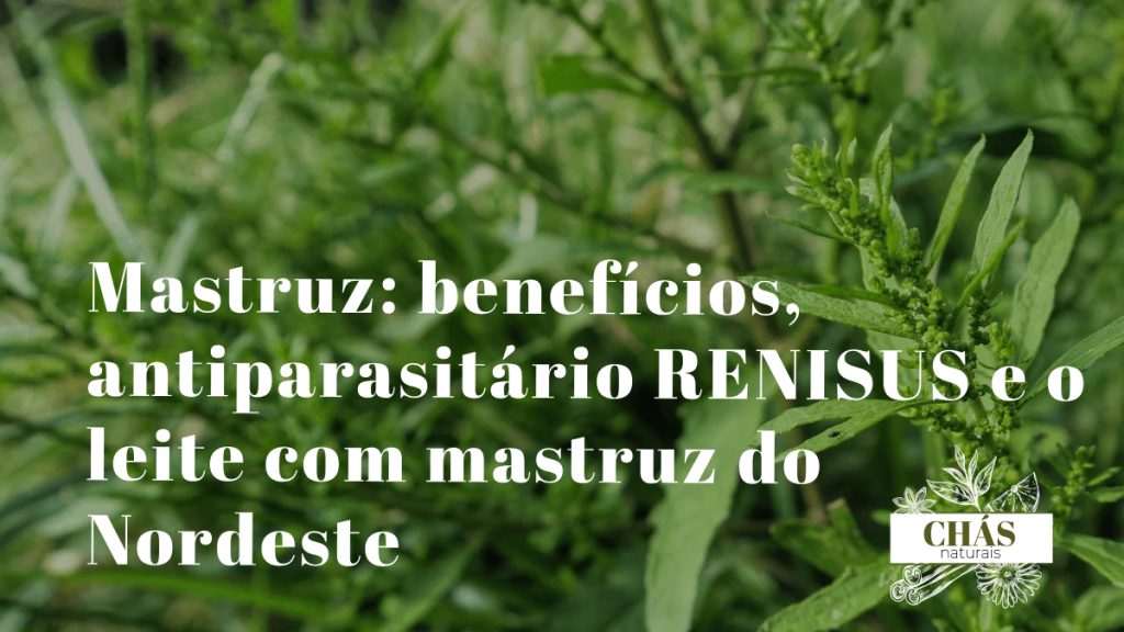 mastruz benefícios — folhas dentadas e aromáticas de Dysphania ambrosioides planta medicinal nordestina