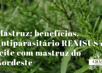 mastruz benefícios — folhas dentadas e aromáticas de Dysphania ambrosioides planta medicinal nordestina
