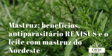 mastruz benefícios — folhas dentadas e aromáticas de Dysphania ambrosioides planta medicinal nordestina