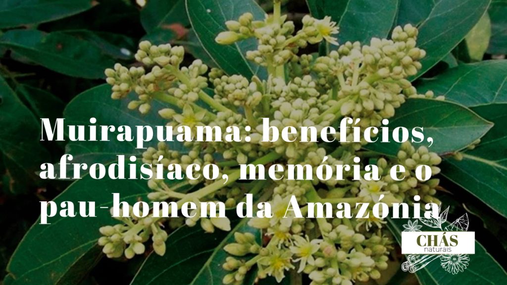 muirapuama benefícios — ramos e casca de Ptychopetalum olacoides arbusto da floresta amazónica
