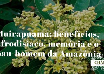 muirapuama benefícios — ramos e casca de Ptychopetalum olacoides arbusto da floresta amazónica