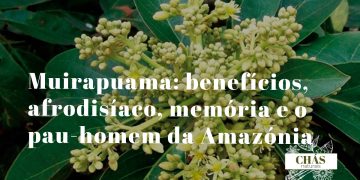 muirapuama benefícios — ramos e casca de Ptychopetalum olacoides arbusto da floresta amazónica
