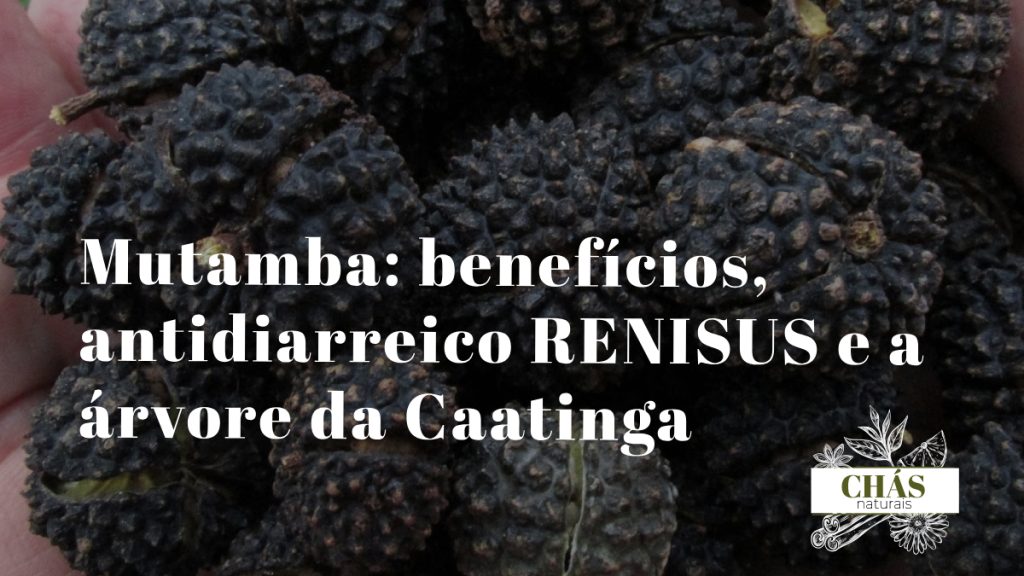 mutamba benefícios — frutos e folhas de Guazuma ulmifolia árvore da Caatinga brasileira