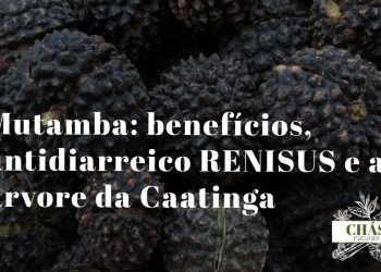 mutamba benefícios — frutos e folhas de Guazuma ulmifolia árvore da Caatinga brasileira